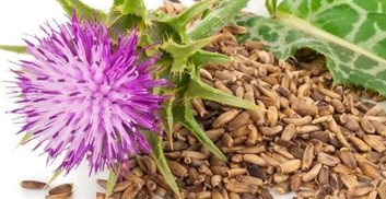 خواص خار مریم برای کبد